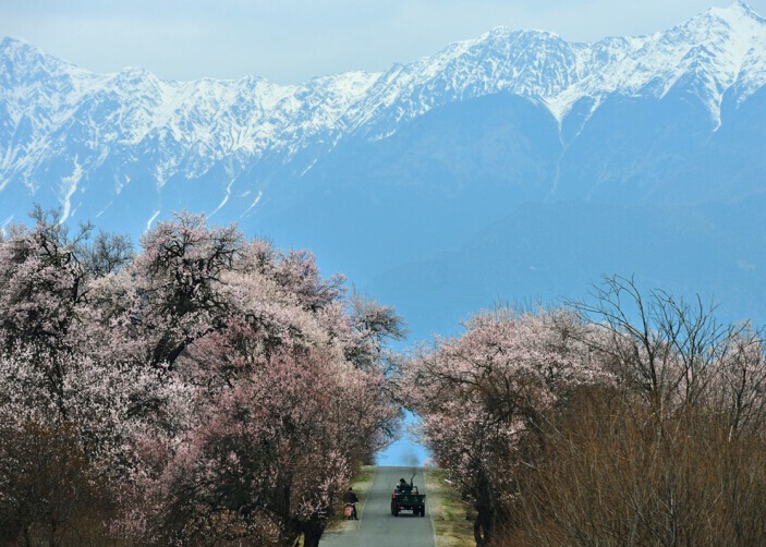 Nyingchi Peach Blossom Festival