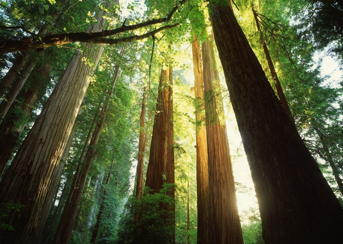 Nyingchi Cypress Forest
