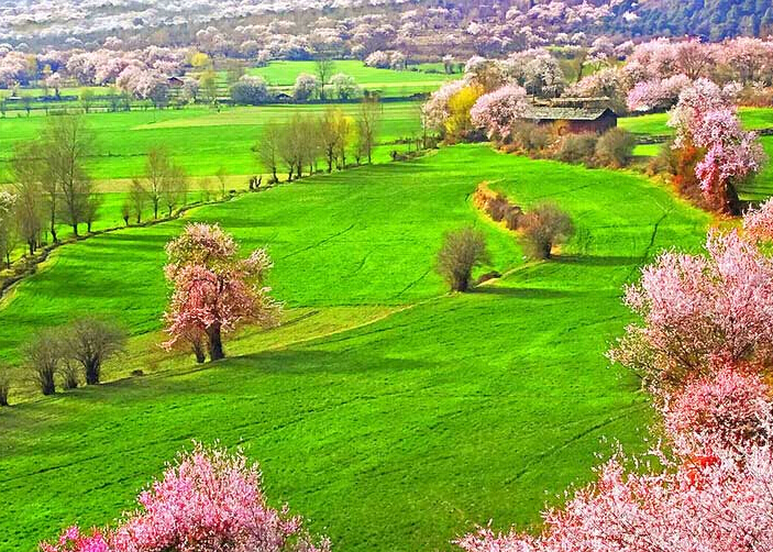 Nyingchi Peack Blossom Festival