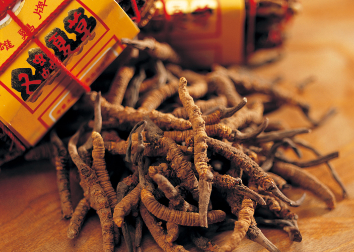 Cordyceps-Sinensis.jpg