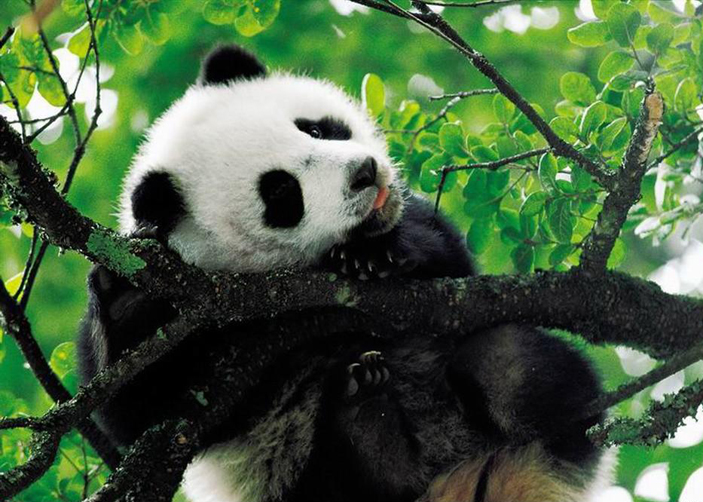chengdu panda base